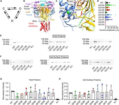 Structural and Functional Analysis of Gly212 Mutants Reveals the Importance of Intersubunit Interactions in ASIC1a Channel Function